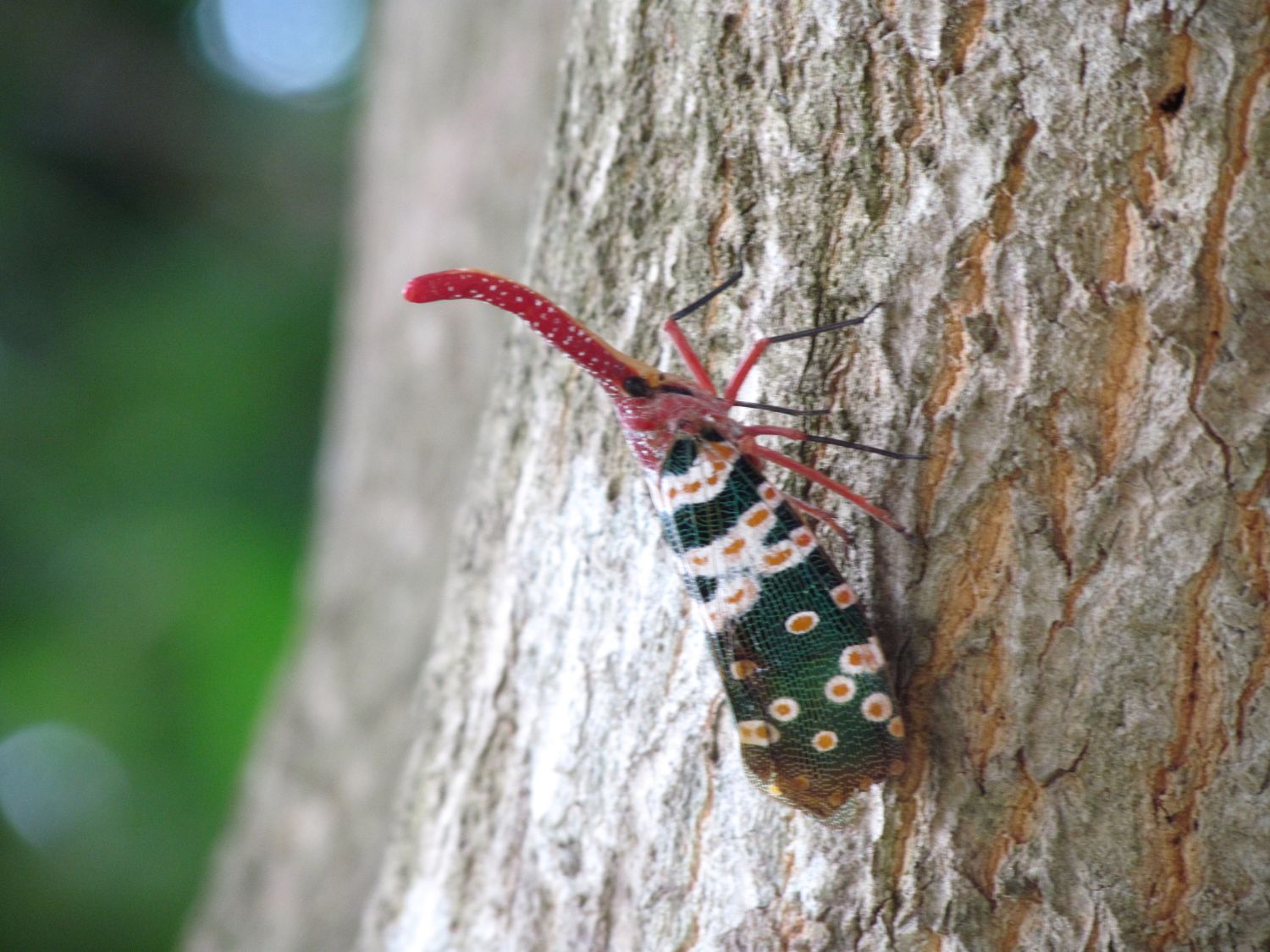 ESL field work photo 6